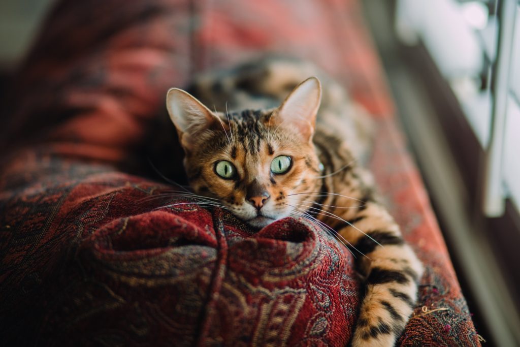 4 Apps for Cats That Your Pet Will Love