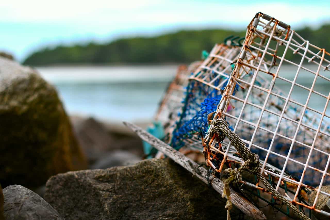 Tiny Fitness Trackers Are Helping Lobster Survive in the Supply Chain