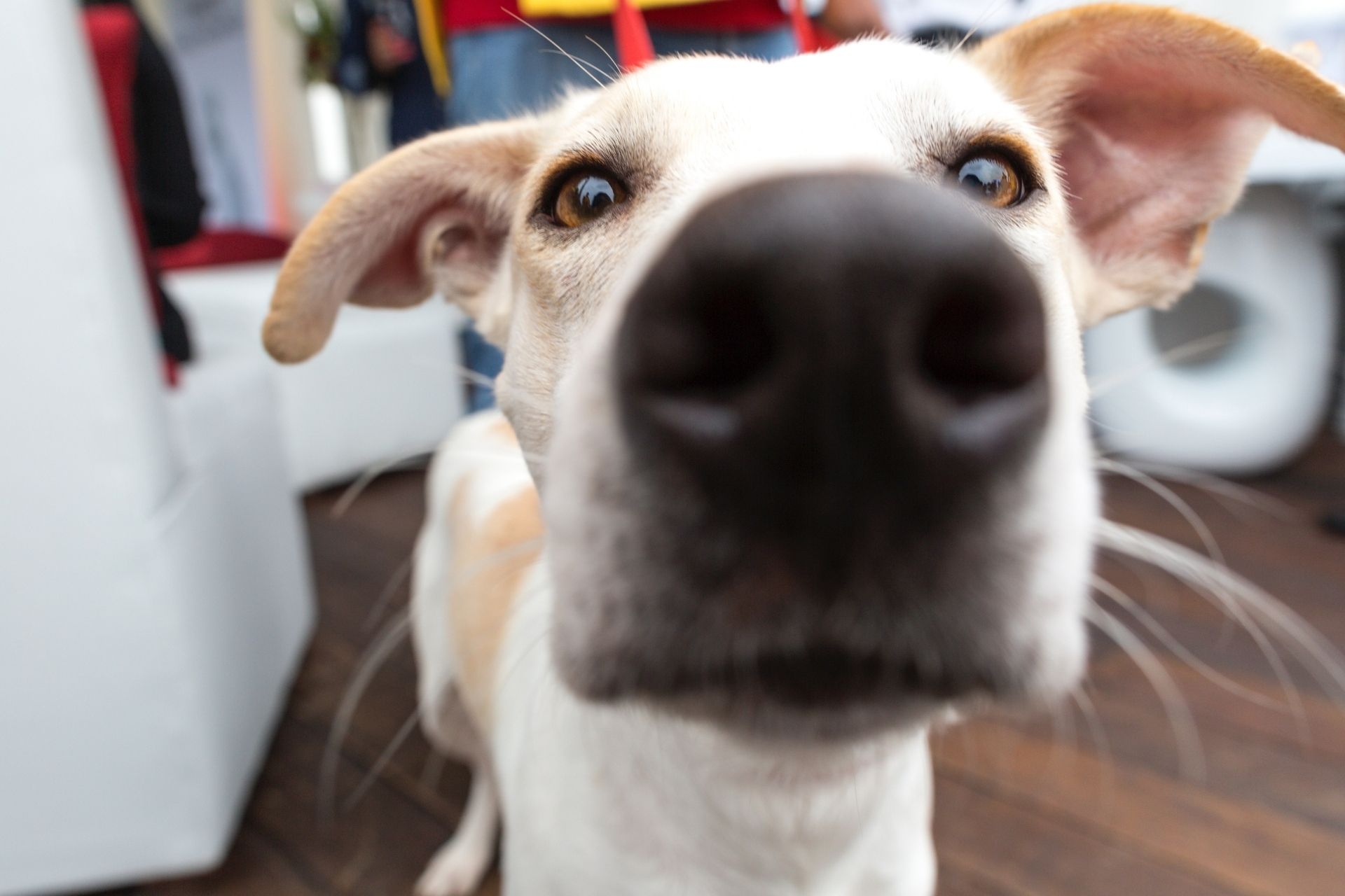 10 Best Dog Cameras of 2021