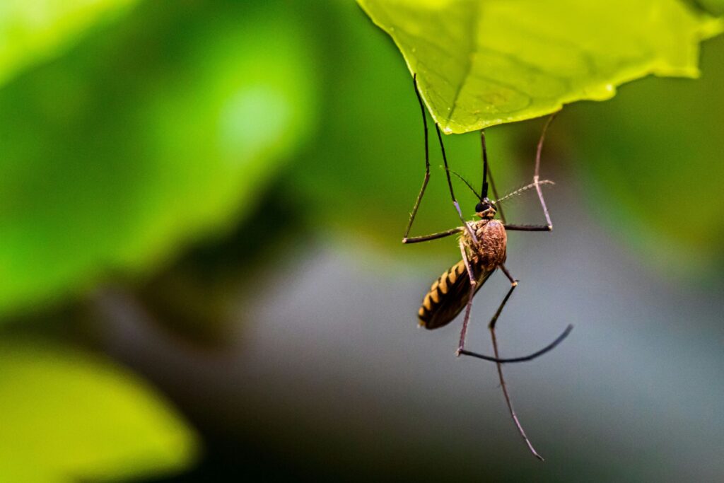 A mosquito perched on a green leaf.