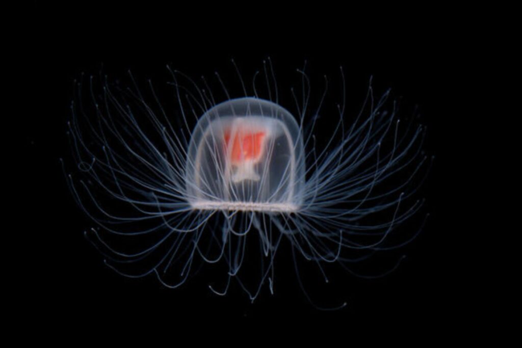 The immortal jellyfish, a transparent jellyfish with glowing features and tentacles, known to revert to its juvenile state when injured or aged.