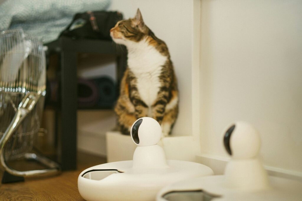 A cat sitting beside food dispensers